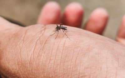 Zašto neke osobe privlače komarce više od drugih